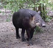Baird's tapir, Tapirus bairdii