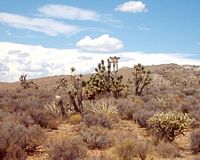 Joshua Trees, yucca plants, and Jumping Cholla cactus occupy the far southwest corner of the state in the Mojave Desert.