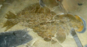 Complete Anomalocaris fossil from the Burgess shale