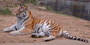 Amur or Siberian tiger