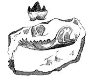 Illustration of fossil jaw of the Stonesfield mammal from Gideon Mantell's 1848 book Wonders of Geology