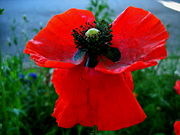 Corn Poppy,(Papaver rhoeas)