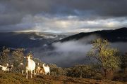 Domestic goats high up in the mountains of the Great Dividing Range, in East Gippsland, Victoria, Australia.