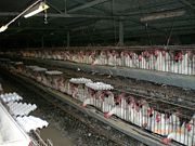 Modern egg production