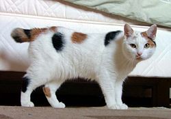 A Manx cat—stumpy version.