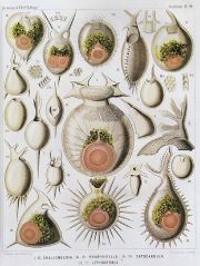 Radiolaria illustration from the Challenger Expedition 1873-76.