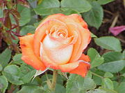“Königin der Rosen,” a modern Hybrid Tea rose