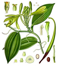 Vanilla planifolia in Köhler's Medicinal Plants