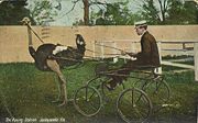Ostrich pulling a cart for racing.