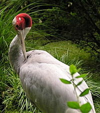 Indian Sarus CraneGruzs antigone antigone