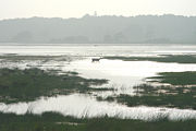 A deer walks along the Snow Goose Pool in the Chincoteague National Wildlife Refuge.