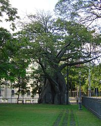 Baobab in Recife. Possible inspiration for Saint Exupéry
