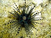 Echinothrix calamaris, a species of sea urchin. The sphere in the middle of a sea urchin is its anus
