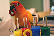 Sun conure demonstrating parrots' puzzle-solving skills.