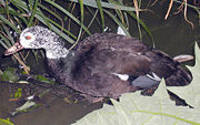 The rare white-winged wood duck, a species of unclear affiliation.