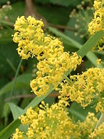 Frigg's grass.