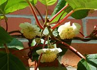 Male flowers