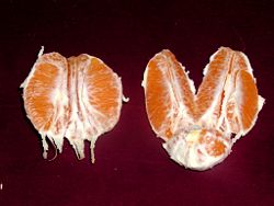 A peeled sectioned navel orange. The underdeveloped twin is located on the bottom right.