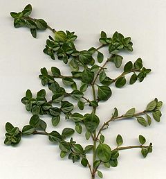 Broad leaved Thyme Thymus pulegioides