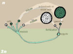 Zygotic life cycle