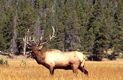 Bull elk bugling during the rut