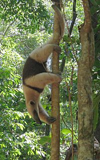 Northern Tamandua(Tamandua mexicana)