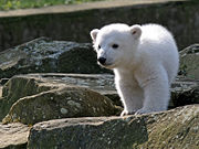 Polar bear cub