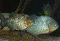 The carnivorous piranhas are one of many species that inhabit the waters of the Amazon.