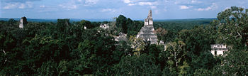 Tikal rising above jungle canopy
