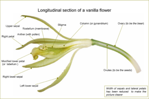 Vanilla planifolia—flower.