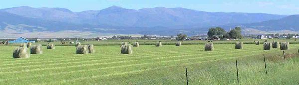 Field of freshly baled round hay bales.