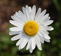 White oxeye daisy flower (Leucanthemum vulgare)