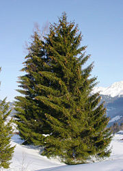 Norway spruce