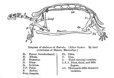 Galapagos Tortoise Skeleton