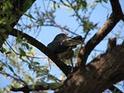 The African cuckoo was identified as a separate species on the basis of its call.