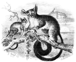 Bush babies