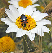 Heliotautus ruficollis, a darkling beetle