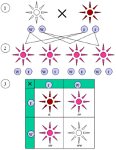 Figure 1 : The color alleles of Mirabilis jalapa are not dominant or recessive.(1) Parental generation. (2) F1 generation. (3) F2 generation. The "red" and "white" allele together make a "pink" phenotype, resulting in a 1:2:1 ratio of red:pink:white in the F2 generation.