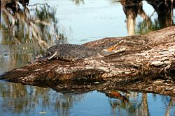 Salt water crocodile in Kakadu