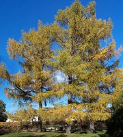 Siberian larch.