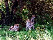 Female cheetah and cubs in Ngorongoro Crater
