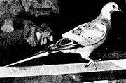 Live passenger pigeon