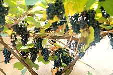Climate is excellent for wine-making and there are 500 different kinds of wine in Georgia