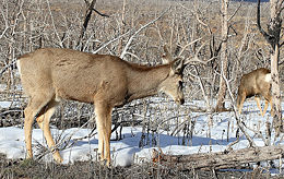Mule deer in Mesa Verde National Park