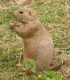 Black-tailed prairie dog