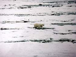 In early November ice at Hudson Bay begins to form