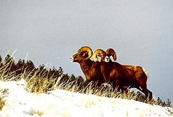 Bighorn Sheep