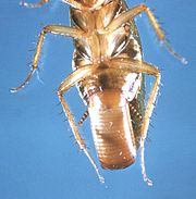 Female Blatella germanica with ootheca