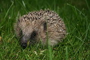 A foraging West European hedgehog.
