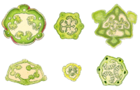 Cross-section of an orchid capsule, showing 3 or 6 longitudinal slits
